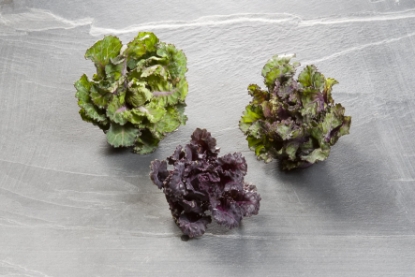 Picture of Kalettes Garden Mix
